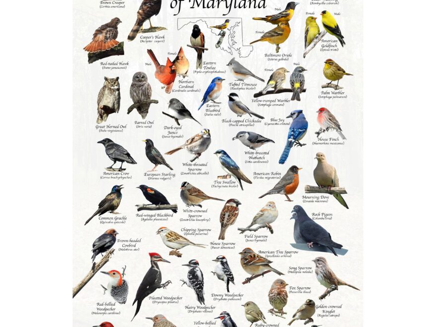 Amazon Where s Wildlife Backyard Birds Of Maryland