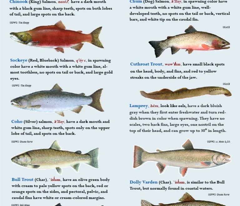 CCT Fish Chart PDF Rainbow Trout Salmon
