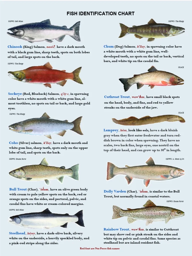 CCT Fish Chart PDF Rainbow Trout Salmon CCT Fish Chart PDF Rainbow Trout Salmon