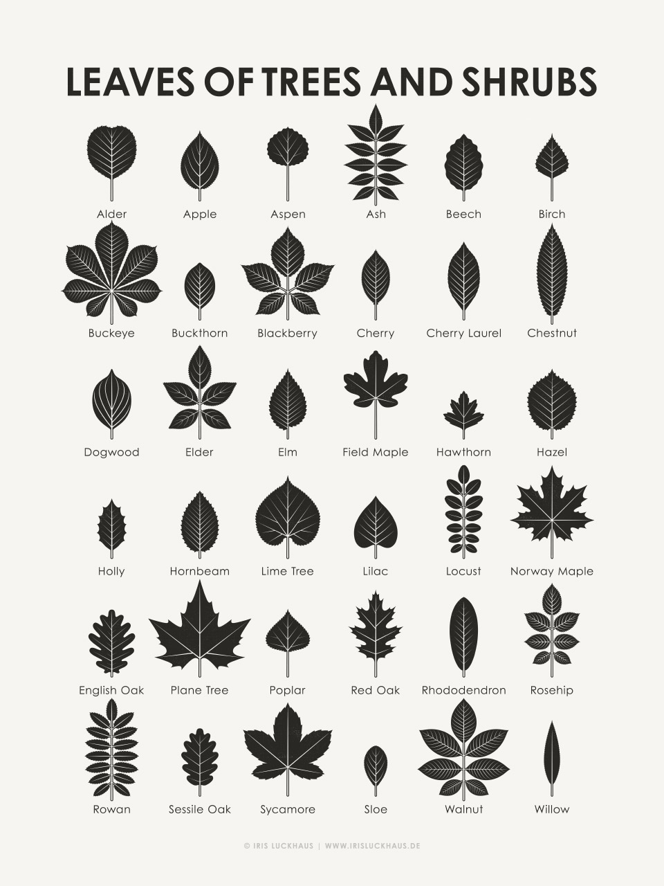Identification Chart Leaves Of Trees And Shrubs Iris Luckhaus 