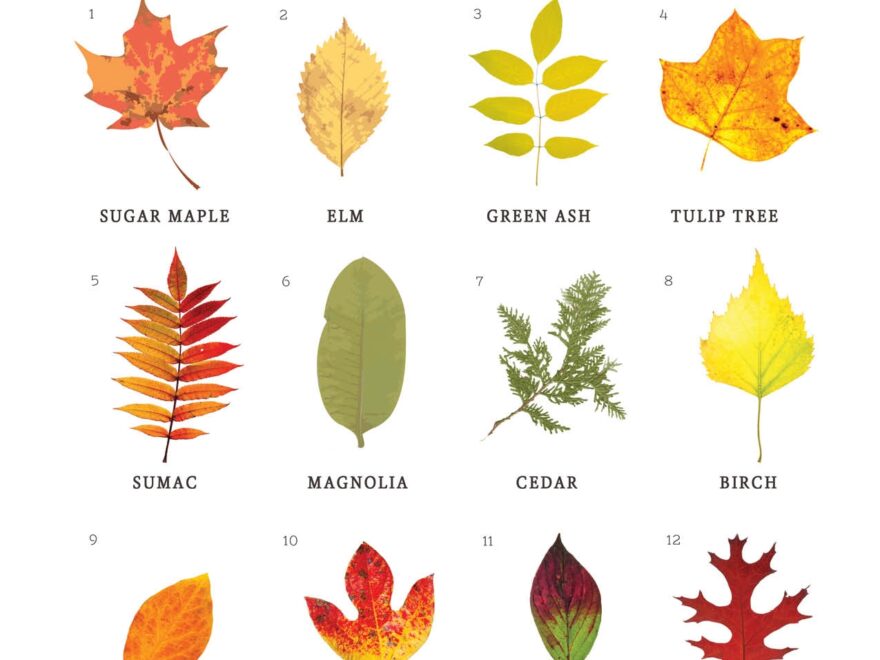 Leaf Identification Game IMOM