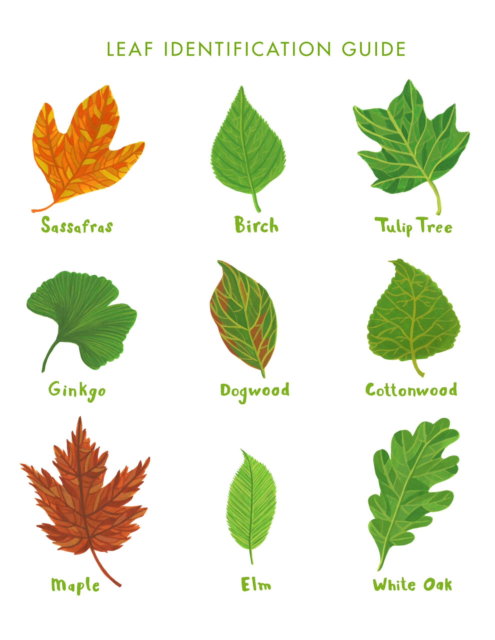 Printable Leaf Identification Charts