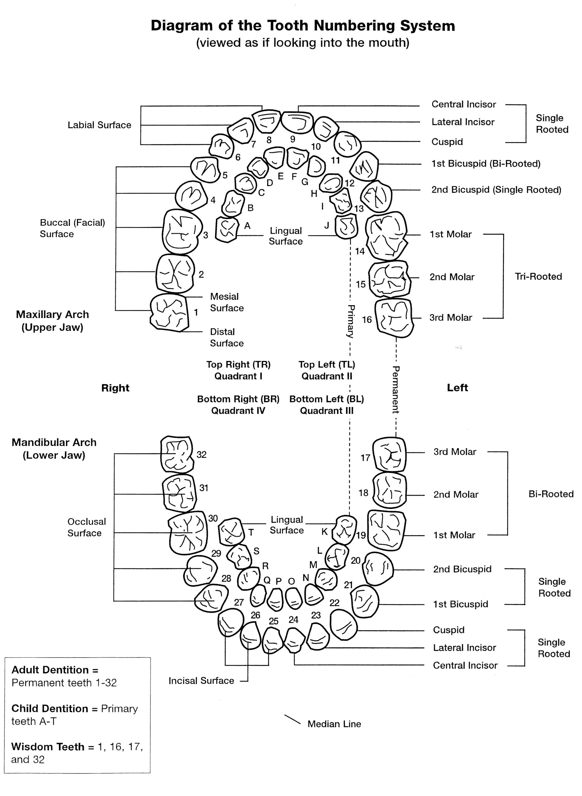 Tooth Numbers And Illustrations Pi Dental Center Tooth Numbers And Illustrations Pi Dental Center