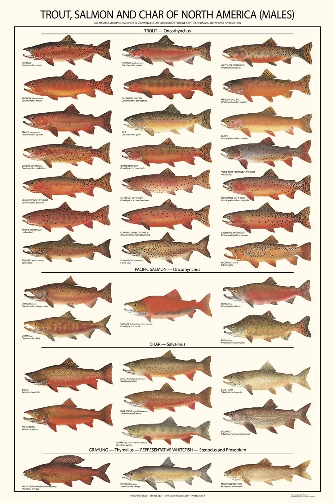 Trout Salmon Male Poster And Identification Species Chart Gamefish Educational Guide Fishing Decor Etsy de Trout Salmon Male Poster And Identification Species Chart Gamefish Educational Guide Fishing Decor Etsy de