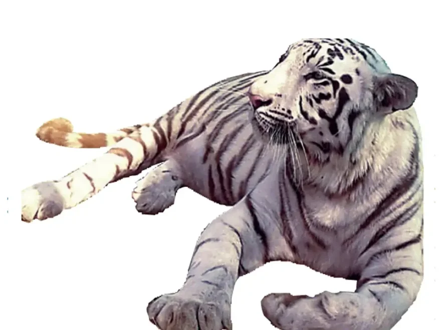 White Tigers In Wild WII Says Yes After No Activists See Red Bhopal