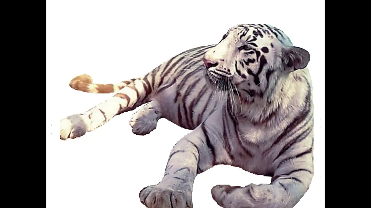 White Tigers In Wild WII Says Yes After No Activists See Red Bhopal White Tigers In Wild WII Says Yes After No Activists See Red Bhopal