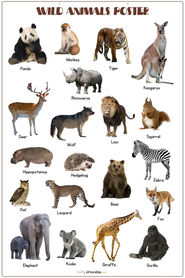 Printable Wild Animal Chart